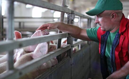 Wpływ preparatów na ASF na poprawę standardów higieny w hodowli