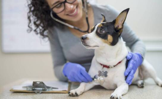 Jak weterynarz diagnozuje i leczy skórne schorzenia u pupili?