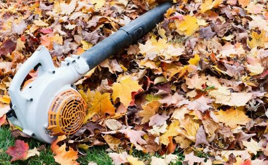 Wpływ jesiennych porządków na przygotowanie ogrodu do zimy