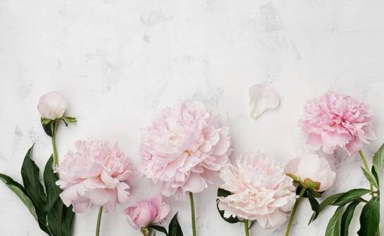 Porównanie różnych metod rozmnażania piwonii z sadzonek