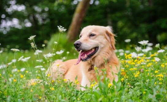 Wpływ kursów obedience na budowanie więzi z psem