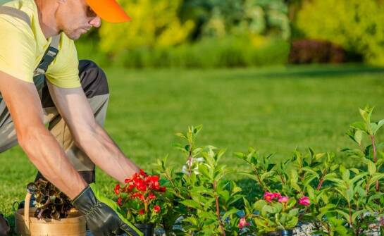 Efektywne dosiewanie traw – dlaczego warto zlecić to zadanie ekspertom?