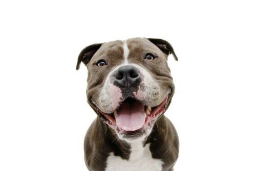 Jakie są najważniejsze aspekty opieki nad bull terierami po adopcji?