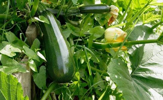 Zalety wyboru nasion cukinii do uprawy w gruncie