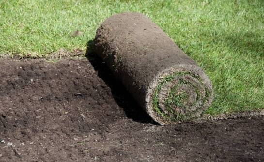 Jakie rodzaje trawy z rolki są dostępne na rynku?