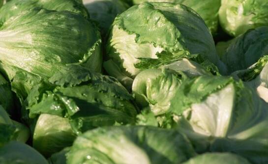 Odmiany nasion sałat odpornych na zmienne warunki pogodowe