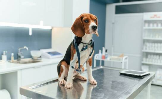 Różnorodność modeli rehabilitacyjnych stołów w kontekście medycyny weterynaryjnej