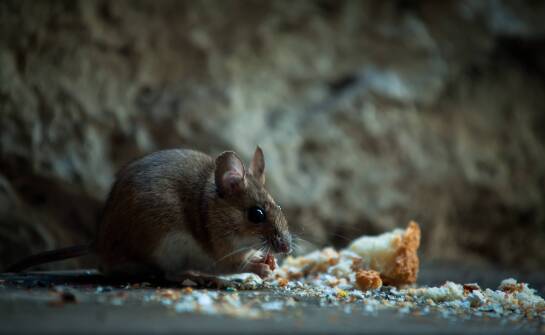 Dlaczego regularna kontrola jest ważna w walce z myszami?