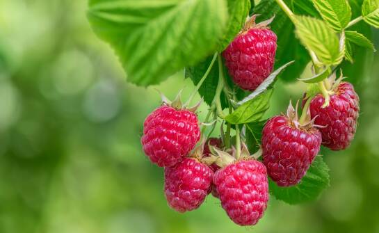 Jakie są najczęstsze wyzwania w uprawie maliny Husaria i jak sobie z nimi radzić?