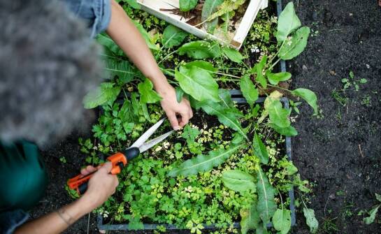 Ekologiczne aspekty nożyc do żywopłotu w zrównoważonym ogrodnictwie