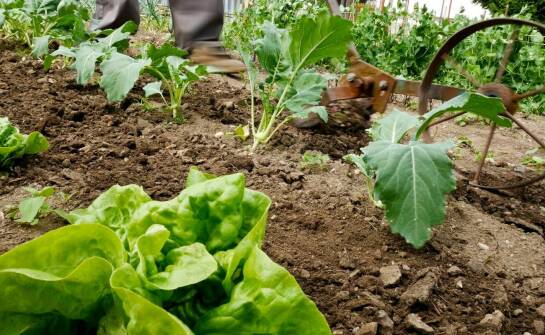 Wpływ mocy ogrodowych glebogryzarek na wydajność pracy w ogrodzie