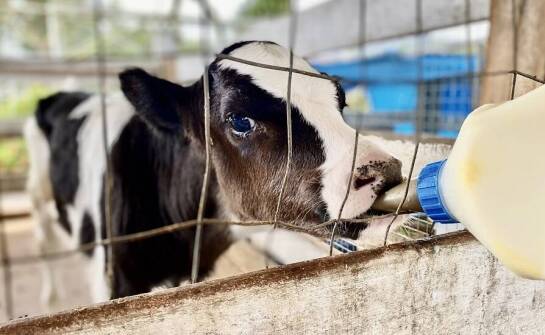 Wpływ mlekozastępczych na rozwój systemu immunologicznego u cieląt
