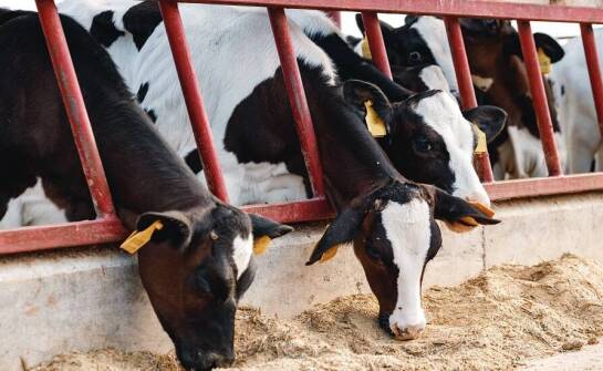 Rola antyoksydantów w poprawie zdrowia mlecznych krów