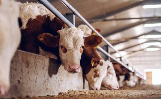 Wspomagające bolusy start laktacji: jak wpływają na zdrowie krów?