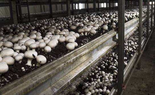 Bezpieczeństwo zwierząt i ludzi przy stosowaniu preparatów do dezynfekcji w pieczarkarni