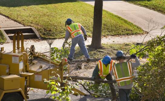 Jakie są najważniejsze czynniki wpływające na decyzję o wycince drzewa?