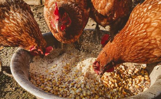 Wpływ zbilansowanych mieszanek na zdrowie i kondycję drobiu
