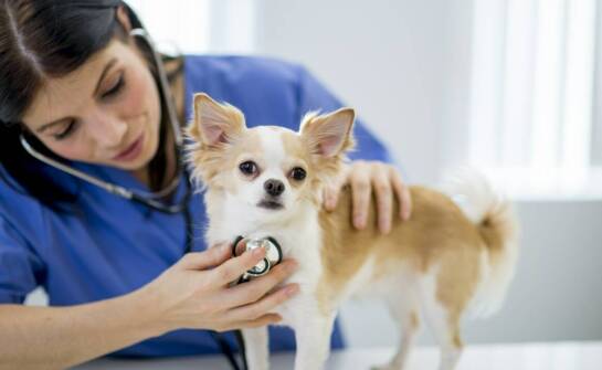 Rola dermatologii w opiece nad małymi zwierzętami