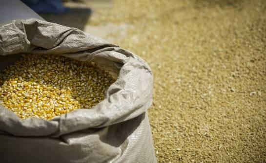 Dlaczego warto powierzyć skup mokrej kukurydzy specjalistom?