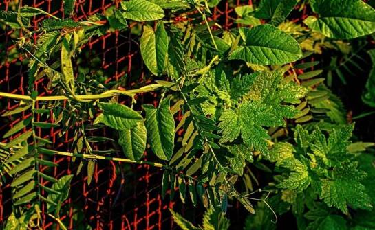 Metalowe ogrodowe kratki – eleganckie wsparcie dla Twoich roślin