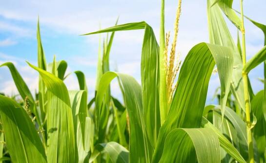 Jakie jare zboża wybrać dla lepszej odporności na choroby?
