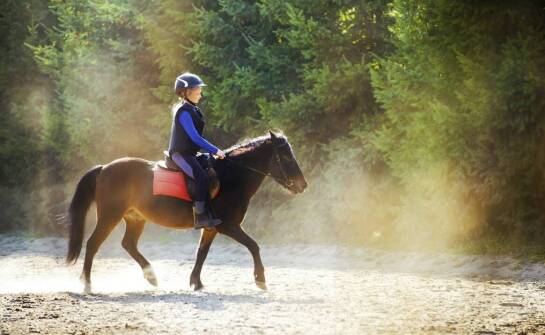Stadnina koni nad morzem: wyjątkowa atrakcja podczas pobytu w naszym ośrodku.