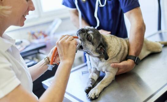 Profilaktyka stomatologiczna jako klucz do zdrowej jamy ustnej u zwierząt
