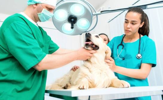 Kiedy warto zlecić badanie RTG dla psa: wskazania i korzyści