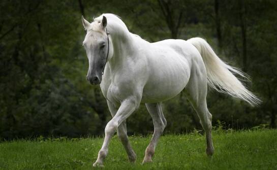 Znaczenie odpowiedniego utrzymania koni dla ich zdrowia i dobrostanu.