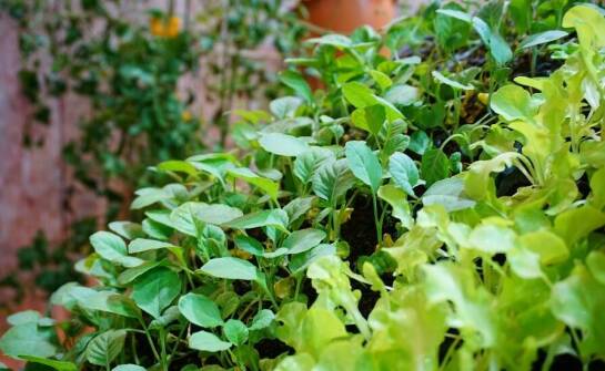 Rola loftowych kwietników w tworzeniu zielonych ścian w ogrodach