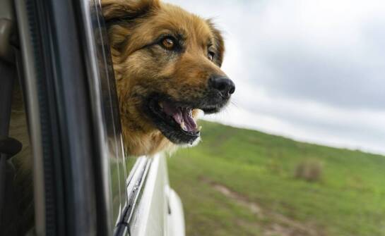 Jak transporter dla psa wpływa na bezpieczeństwo w samochodzie?