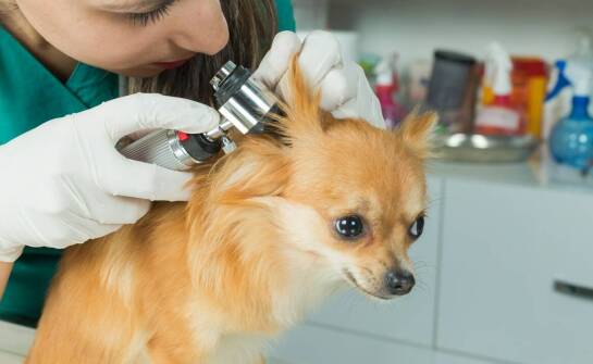 Jak dbać o higienę uszu i pazurów u psa między wizytami w salonie?