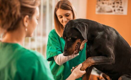 Opieka nad zdrowiem jamy ustnej u ciężarnych zwierząt