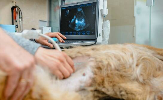 Rola ultrasonograficznej specjalistycznej diagnostyki w weterynarii