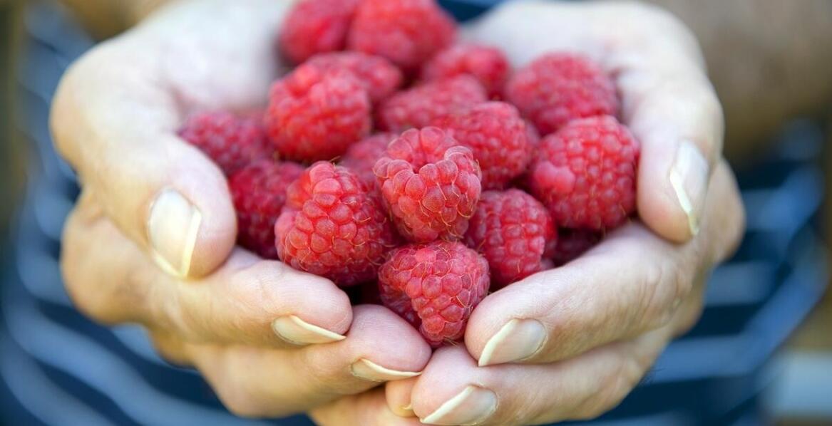 Liofilizowana malina jako składnik naturalnych dodatków do żywności: zalety