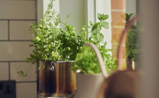 Przewodnik po pielęgnacji roślin na słonecznym parapecie w okresie letnim