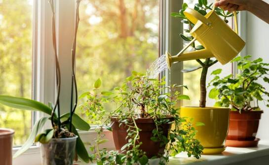 Praktyczne porady dla początkujących: podlewanie storczyków z bananami