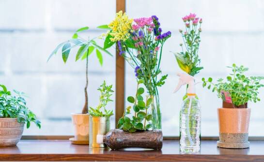 Sansewieria Coppertone – jak łączyć ją z innymi doniczkowymi roślinami?