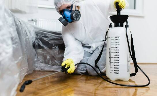 Efektywne metody zwalczania szerszeni - przegląd usług.