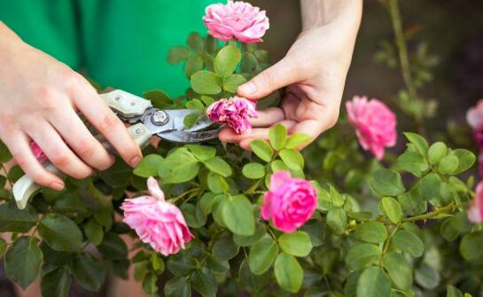 Jak cięcie wpływa na wzrost i kształt różowej robinii akacjowej szczepionej na pniu?