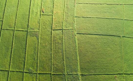 Jak zwiększyć plony dzięki odpowiedniemu doborowi klepiska dla kukurydzy?