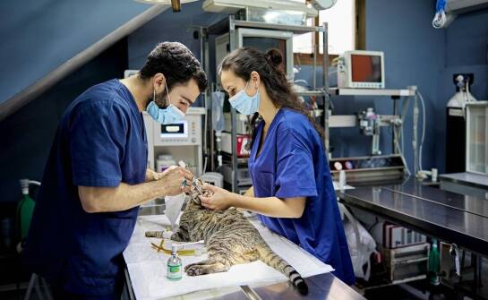 Czy sterylizacja kota może zapobiec problemom zdrowotnym w przyszłości?