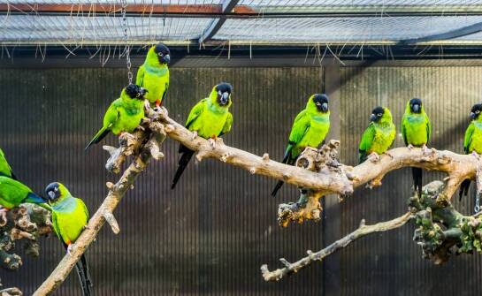 Papugarnia a ochrona gatunków – jak wspiera bioróżnorodność?