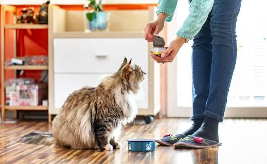 Funkcjonalne smaczki – jak wpływają na zdrowie kota?