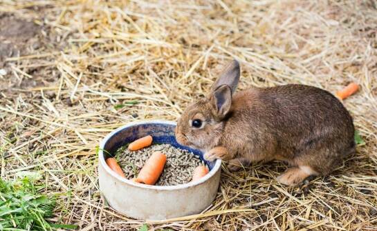 Wpływ jakości siana na zdrowie układu pokarmowego u królików