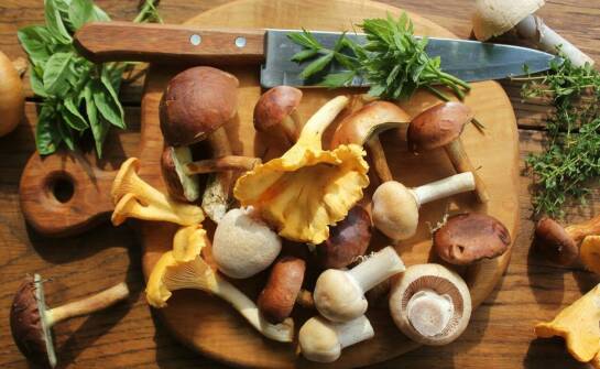 Runo leśne inaczej – kulinarna podróż po smakach przyrody