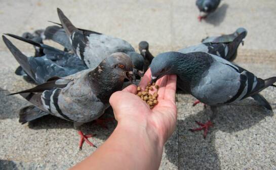 Preparaty dla gołębi: jak wpływają na ich regeneracyjne zdolności?