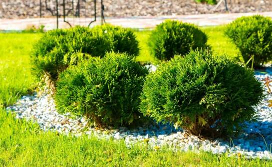 Wpływ różnych odmian płożącego jałowca na estetykę ogrodu