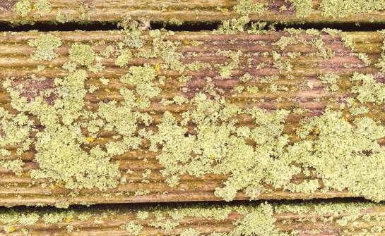 Wpływ warunków atmosferycznych na rozwój zielonego nalotu na drewnie.