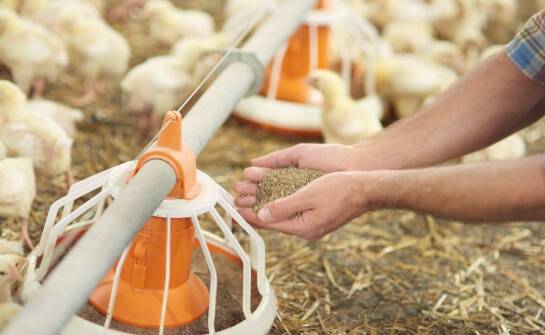 Wpływ preparatów na zdrowie drobiu w trudnych klimatycznych warunkach